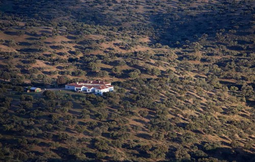 Holm Oak or Holly Oak forest with finca