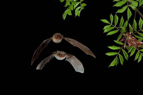 Long-fingered Bat (Myotis capaccinii) and Bent-wing Bat