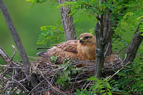 Long-legged Buzzard (Buteo Rufinus)