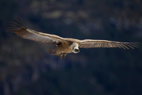 Griffon Vulture (Gyps fulvus)