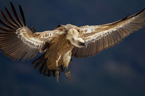 Griffon Vulture (Gyps fulvus)