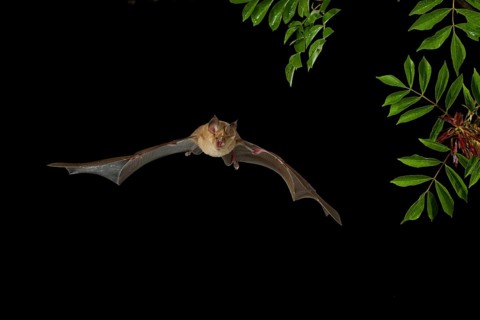 Greater Horseshoe Bat (Rhinolophus ferrumequinum) in flight