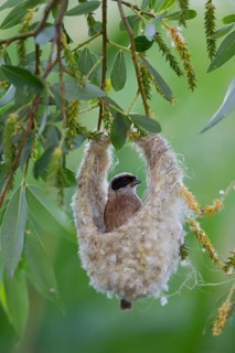 Eurasian Penduline Tit or European Penduline Tit (Remiz pendulinus)