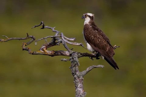 Osprey or Sea Hawk (Pandion haliaetus)