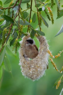 Eurasian Penduline Tit or European Penduline Tit (Remiz pendulinus)