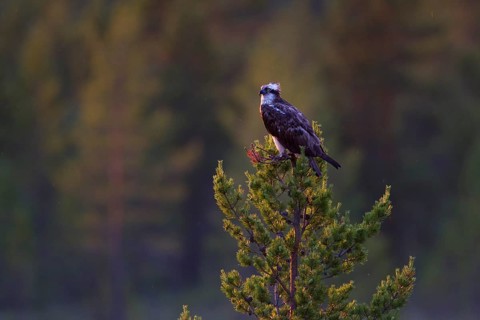 Osprey or Sea Hawk (Pandion haliaetus)