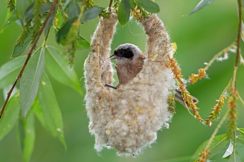 Eurasian Penduline Tit or European Penduline Tit (Remiz pendulinus)