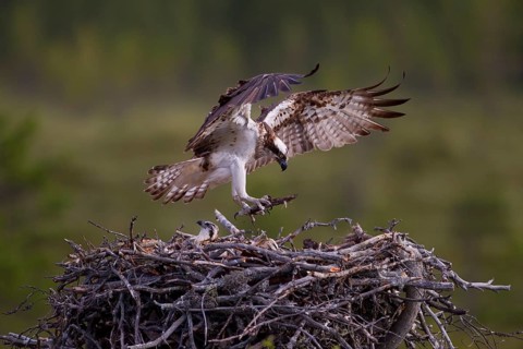 Osprey or Sea Hawk (Pandion haliaetus) with nesting material approaching to land on an eyrie