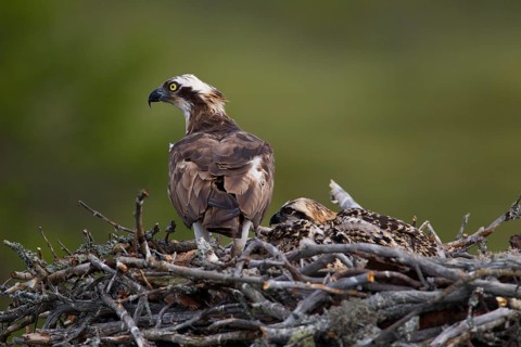 Osprey or Sea Hawk (Pandion haliaetus)