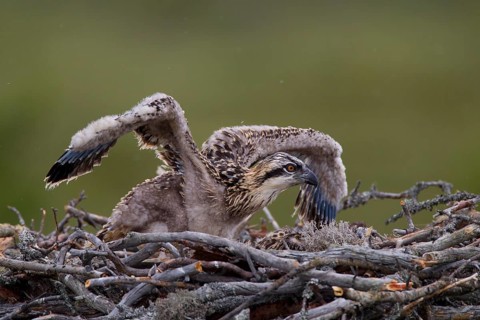Osprey or Sea Hawk (Pandion haliaetus)