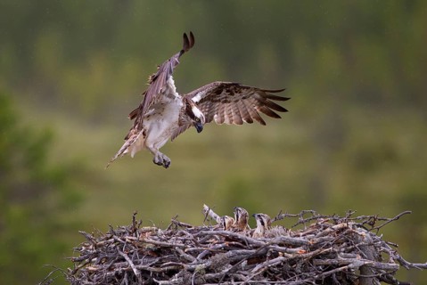 Osprey or Sea Hawk (Pandion haliaetus) approaching to land on an eyrie