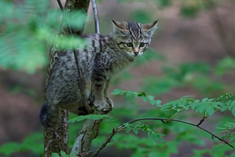 Wildcat (Felis silvestris)