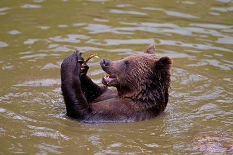 Bathing Brown Bear (Ursus arctos)