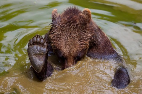 Bathing Brown Bear (Ursus arctos)