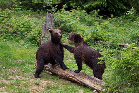 Two Brown Bears (Ursus arctos) playing