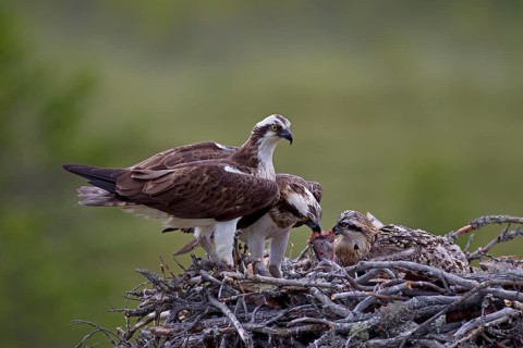 Ospreys or Sea Hawks (Pandion haliaetus)