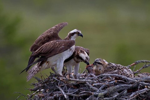 Ospreys or Sea Hawks (Pandion haliaetus)