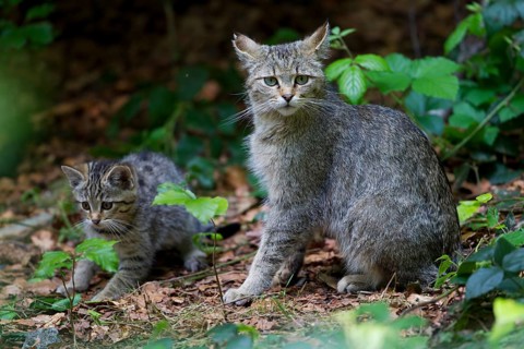Wildcat (Felis silvestris) with kitten