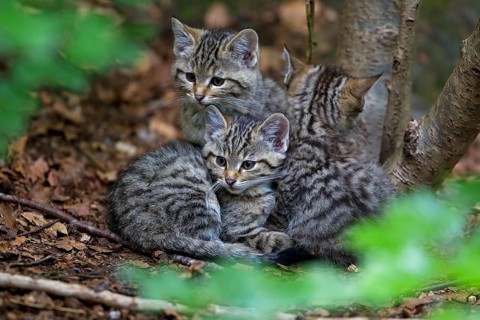 Wildcat (Felis silvestris)