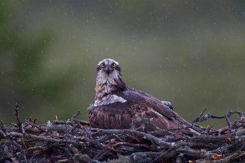 Osprey or Sea Hawk (Pandion haliaetus) in an aerie