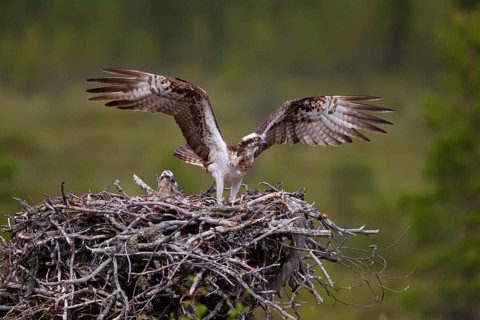 Osprey or Sea Hawk (Pandion haliaetus) on an aerie with chicks