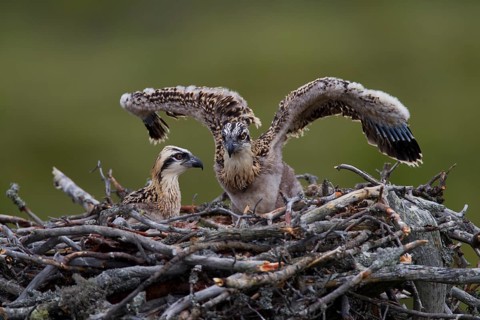 Osprey or Sea Hawk (Pandion haliaetus) chicks in an aerie