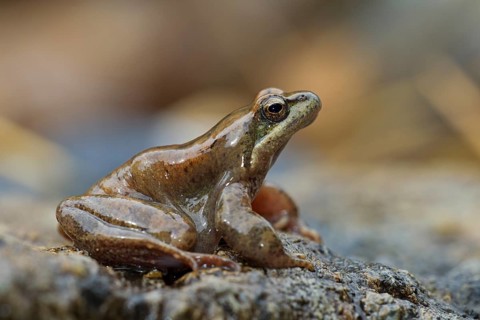 Pyrenean Frog (Rana pyrenaica)