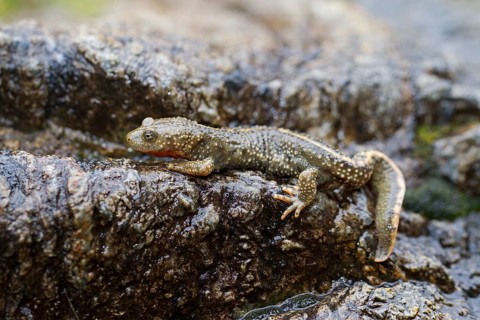 Pyrenean Brook Salamander or Pyrenean Newt (Calotriton asper)
