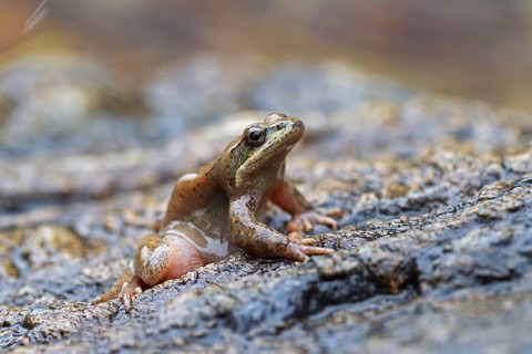 Pyrenean Frog (Rana pyrenaica)