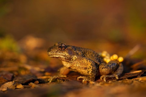 Common Midwife Toad (Alytes obstetricans)