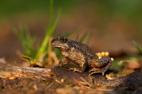 Common Midwife Toad (Alytes obstetricans)