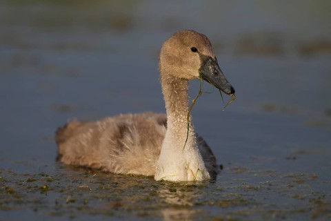 Mute Swan (Cygnus olor)
