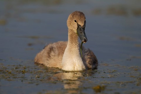 Mute Swan (Cygnus olor)