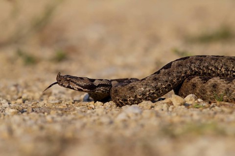 Horned Viper