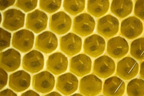 Western Honey Bees (Apis mellifera)