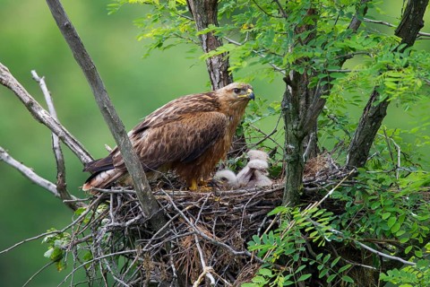 Long-legged Buzzard (Buteo Rufinus)