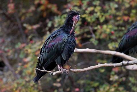 Northern Bald Ibis (Geronticus eremita)