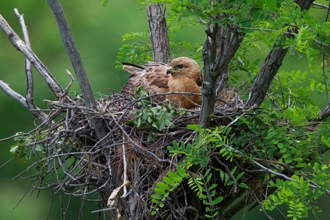 Long-legged Buzzard (Buteo Rufinus)