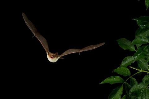 Lesser Mouse-eared Bat (Myotis blythii) in flight