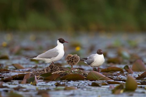 Black-headed Gulls (Larus ridibundus) with chicks on a nest