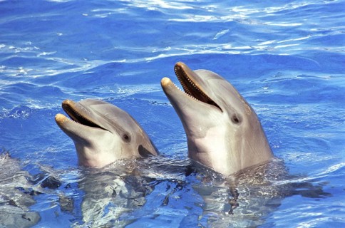 Two Bottlenose Dolphins (Tursiops truncatus) during a dolphin show at Oceanografico