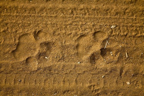 Paw prints of a tiger