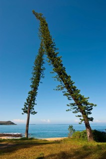 Pine trees (Pinus) shaped by the wind