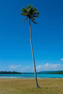 Palm tree