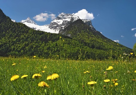 Meadow with dandelions in front of Mt Reifhorn near Lofer