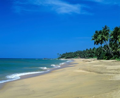 Sandy beach and palm trees