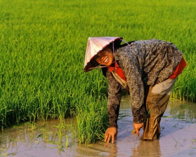 Female worker in a rice paddy