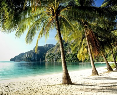 Palm trees on the beach