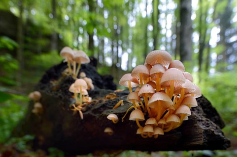 Clustered Bonnet or Oak-stump Bonnet Cap (Mycena inclinata)