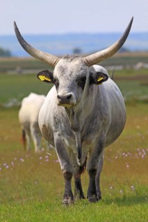 Hungarian Grey Cattle or Hungarian Steppe Cattle (Bos primigenius taurus)